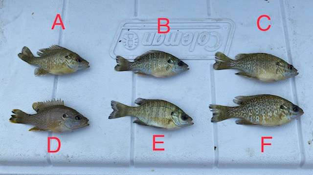 Attached picture Fish Trap Results July 2020.jpg